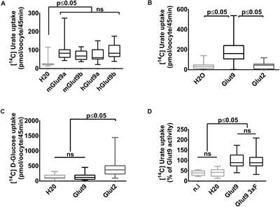 Human Mutations in SLC2A9 (Glut9) Affect Transport Capacity for Urate